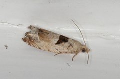 Small Birch Bell (Epinotia ramella)