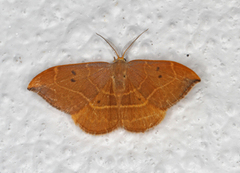 Oak Hook-tip (Watsonalla binaria)