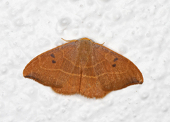 Oak Hook-tip (Watsonalla binaria)
