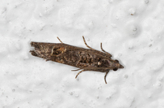 Dark Aspen Bell (Epinotia maculana)