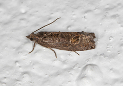Dark Aspen Bell (Epinotia maculana)