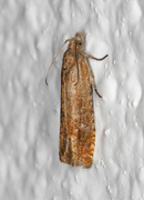 Red Piercer (Lathronympha strigana)