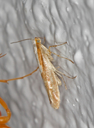 Purple Argent (Argyresthia albistria)