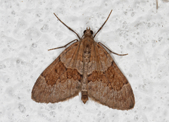 Grey Pine Carpet (Thera obeliscata)