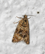 Olivenprydvikler (Celypha lacunana)