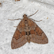 Grey Pine Carpet (Thera obeliscata)