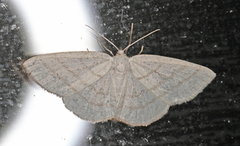 Common White Wave (Cabera pusaria)