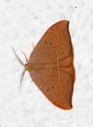 Oak Hook-tip (Watsonalla binaria)