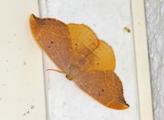 Oak Hook-tip (Watsonalla binaria)