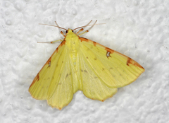 Sitronmåler (Opisthograptis luteolata)