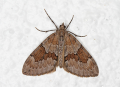 Grey Pine Carpet (Thera obeliscata)