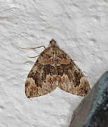 Dark Marbled Carpet (Dysstroma citrata)