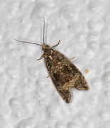 Common Marble (Celypha lacunana)