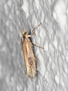 White-shouldered Smudge (Ypsolopha parenthesella)