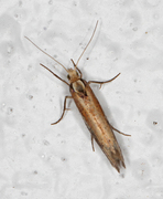 White-shouldered Smudge (Ypsolopha parenthesella)