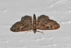 Augustdvergmåler (Eupithecia pusillata)