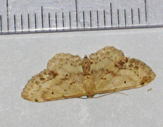 Flekkengmåler (Idaea dimidiata)