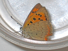 Ildgullvinge (Lycaena phlaeas)