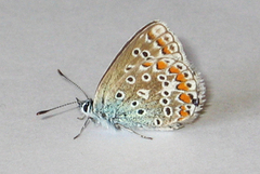 Tiriltungeblåvinge (Polyommatus icarus)