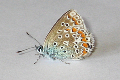 Common Blue (Polyommatus icarus)