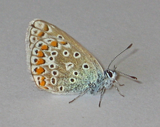 Common Blue (Polyommatus icarus)