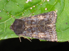 Gulringet åkerfly (Tholera cespitis)