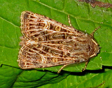 Hvitribbet åkerfly (Tholera decimalis)