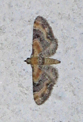 Torskemunndvergmåler (Eupithecia linariata)
