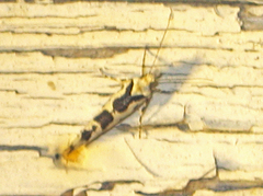 Ypsolopha sequella