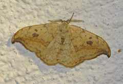 Bjørkesigdvikler (Ancylis uncella)