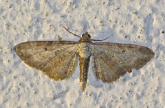 Burotdvergmåler (Eupithecia succenturiata)