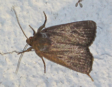 Grått pyramidefly (Amphipyra tragopoginis)