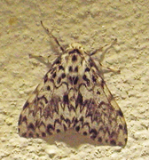 Barskognonne (Lymantria monacha)