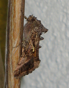 Silver Y (Autographa gamma)