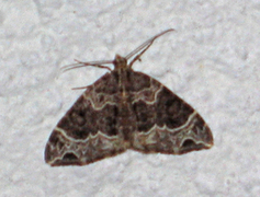 Small Phoenix (Ecliptopera silaceata)