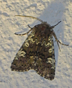 Cameo (Crypsedra gemmea)