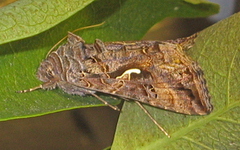 Silver Y (Autographa gamma)