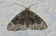 Small Phoenix (Ecliptopera silaceata)