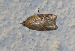 Mjødurtflatvikler (Acleris aspersana)