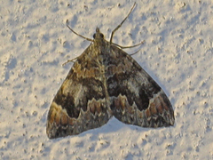 Dark Marbled Carpet (Dysstroma citrata)