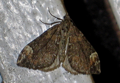 Dark Marbled Carpet (Dysstroma citrata)