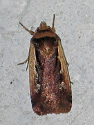 Flame Shoulder (Ochropleura plecta)