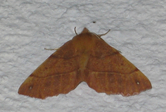 Feathered Thorn (Colotois pennaria)