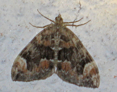 Dark Marbled Carpet (Dysstroma citrata)