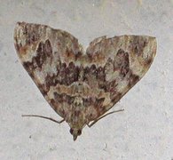 Dark Marbled Carpet (Dysstroma citrata)