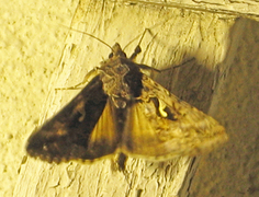 Silver Y (Autographa gamma)