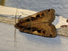 Setaceous Hebrew Character (Xestia c-nigrum)