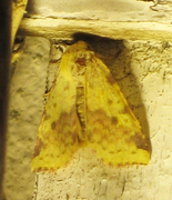 Fiolettbåndet gulfly (Xanthia togata)