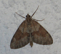 Grey Pine Carpet (Thera obeliscata)