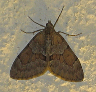 Grey Pine Carpet (Thera obeliscata)